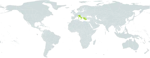 Carex macrolepis world distribution map, present in Albania, Greece, Italy, and Turks and Caicos Islands