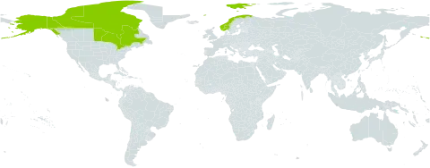 Carex marina world distribution map, present in Canada, Norway, Svalbard and Jan Mayen, and United States of America