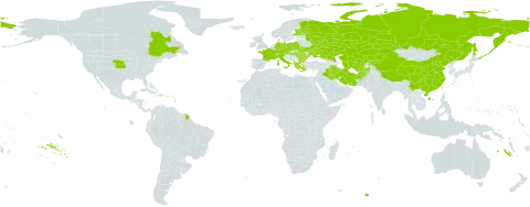 Carex melanostachya world distribution map, present in Afghanistan, Albania, Austria, Bulgaria, Canada, Switzerland, China, Czech Republic, Germany, Finland, France, Greece, Hungary, Iran (Islamic Republic of), Iraq, Italy, Kazakhstan, Kyrgyzstan, Poland, Romania, Russian Federation, Turks and Caicos Islands, Turkmenistan, Ukraine, United States of America, and Uzbekistan