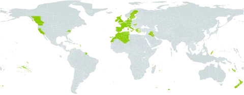 Carex pendula world distribution map, present in Canada, Switzerland, Cyprus, Germany, Denmark, Algeria, Spain, France, United Kingdom of Great Britain and Northern Ireland, Greece, Hungary, Ireland, Iraq, Italy, Morocco, Netherlands, New Zealand, Palau, Portugal, Sweden, Turks and Caicos Islands, Tunisia, and United States of America