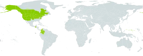Carex praegracilis world distribution map, present in Canada, Colombia, Micronesia (Federated States of), Guatemala, and United States of America