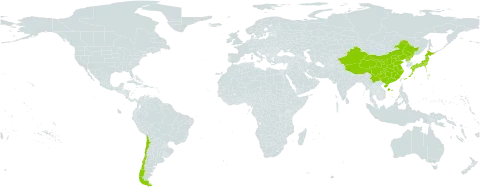 Carex pseudocuraica world distribution map, present in Chile, China, Japan, and Korea (Democratic People's Republic of)