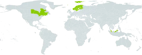 Carex recta world distribution map, present in Canada, Finland, France, Malaysia, Norway, Sweden, and United States of America