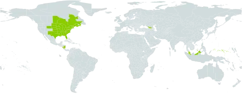 Carex rosea world distribution map, present in Åland Islands, Canada, Micronesia (Federated States of), Georgia, Malaysia, Nicaragua, and United States of America