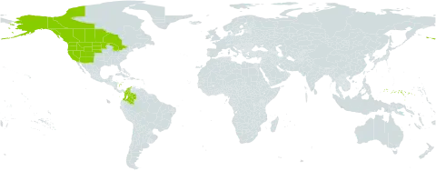Carex rossii world distribution map, present in Canada, Colombia, Micronesia (Federated States of), and United States of America