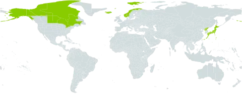 Carex subspathacea world distribution map, present in Canada, Iceland, Japan, Norway, Korea (Democratic People's Republic of), Svalbard and Jan Mayen, and United States of America