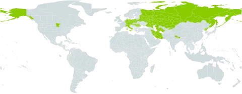 Carex supina world distribution map, present in Austria, Belarus, Switzerland, Czech Republic, Germany, Hungary, Iran (Islamic Republic of), Italy, Kazakhstan, Kyrgyzstan, Nepal, Poland, Korea (Democratic People's Republic of), Romania, Russian Federation, Turks and Caicos Islands, Turkmenistan, and United States of America