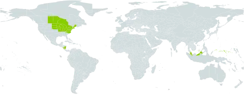 Carex tetanica world distribution map, present in Canada, Micronesia (Federated States of), Malaysia, Nicaragua, and United States of America