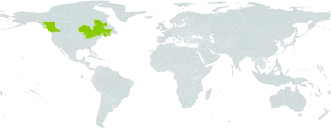 Carex x subviridula world distribution map, present in Canada and United States of America