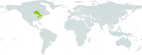 Carex x sullivantii world distribution map, present in Canada and United States of America