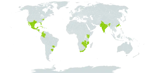Carissa macrocarpa world distribution map, present in Bahamas, Brazil, China, Colombia, Cuba, Guam, Honduras, India, Jamaica, Kenya, Mexico, Mozambique, Nicaragua, Puerto Rico, El Salvador, Trinidad and Tobago, Taiwan, Province of China, United States of America, South Africa, Zambia, and Zimbabwe