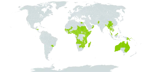 Carissa spinarum world distribution map, present in Angola, Australia, Burundi, Benin, Burkina Faso, Bangladesh, Brazil, Botswana, Central African Republic, China, Côte d'Ivoire, Cameroon, Congo, Djibouti, Egypt, Eritrea, Ethiopia, Ghana, Guinea, Guinea-Bissau, Hong Kong, Honduras, India, Iceland, Kenya, Cambodia, Sri Lanka, Madagascar, Mali, Myanmar, Mozambique, Mauritius, Malawi, Malaysia, Mayotte, Nigeria, Nepal, Oman, Pakistan, Papua New Guinea, Réunion, Rwanda, Saudi Arabia, Sudan, Senegal, Somalia, South Sudan, Seychelles, Chad, Togo, Thailand, Tanzania, United Republic of, Uganda, Viet Nam, Yemen, South Africa, Zambia, and Zimbabwe