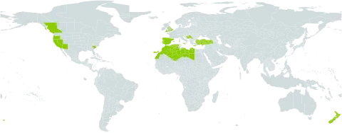 Carthamus creticus world distribution map, present in Bosnia and Herzegovina, Canada, Cyprus, Algeria, Spain, United Kingdom of Great Britain and Northern Ireland, Gibraltar, Greece, Italy, Libya, Morocco, Malta, New Zealand, Portugal, Serbia, Turkey, and United States of America