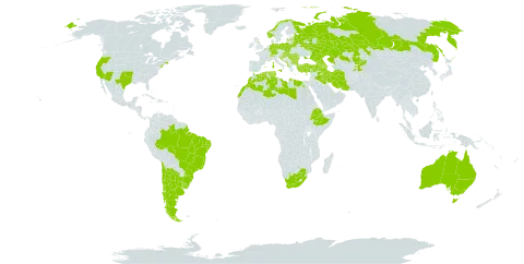 Carthamus lanatus subsp. lanatus world distribution map, present in Albania, Argentina, Armenia, Australia, Azerbaijan, Belgium, Bulgaria, Bosnia and Herzegovina, Belarus, Brazil, Switzerland, Chile, Cyprus, Germany, Algeria, Egypt, Spain, Ethiopia, France, United Kingdom of Great Britain and Northern Ireland, Georgia, Croatia, Hungary, Iran (Islamic Republic of), Iraq, Italy, Kazakhstan, Kyrgyzstan, Libya, Latvia, Morocco, Moldova (Republic of), North Macedonia, Montenegro, Norway, Poland, Portugal, Romania, Russian Federation, Slovakia, Slovenia, Tajikistan, Tunisia, Turkey, Ukraine, Uruguay, United States of America, and South Africa