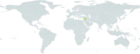Carthamus tenuis subsp. tenuis world distribution map, present in Anguilla, Cyprus, Israel, Lebanon, and Syrian Arab Republic