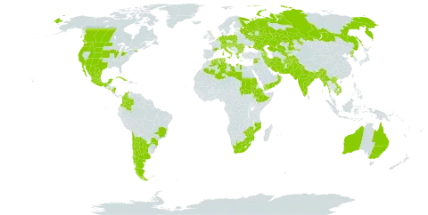 Carthamus tinctorius world distribution map, present in Afghanistan, Argentina, Armenia, Australia, Austria, Azerbaijan, Belgium, Bangladesh, Bulgaria, Bosnia and Herzegovina, Brazil, Canada, Switzerland, Chile, China, Colombia, Cuba, Germany, Algeria, Spain, Ethiopia, France, United Kingdom of Great Britain and Northern Ireland, Greece, Croatia, Hungary, India, Iran (Islamic Republic of), Italy, Kazakhstan, Cambodia, Lao People's Democratic Republic, Lebanon, Libya, Liechtenstein, Moldova (Republic of), Mexico, Malta, Myanmar, Mozambique, Mauritius, Nicaragua, Netherlands, Nepal, Oman, Pakistan, Poland, Korea (Democratic People's Republic of), Portugal, Romania, Russian Federation, Saudi Arabia, Sudan, El Salvador, Serbia, Slovakia, Slovenia, Syrian Arab Republic, Tajikistan, Tunisia, Ukraine, United States of America, Uzbekistan, Viet Nam, Yemen, South Africa, and Zimbabwe