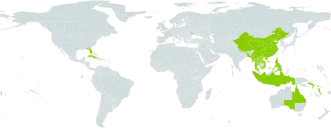 Caryota world distribution map, present in Andorra, Australia, Bangladesh, China, Comoros, Cuba, Dominica, Haiti, Indonesia, Lao People's Democratic Republic, Moldova (Republic of), Myanmar, Nepal, Philippines, Puerto Rico, Solomon Islands, Thailand, United States of America, Viet Nam, and Vanuatu