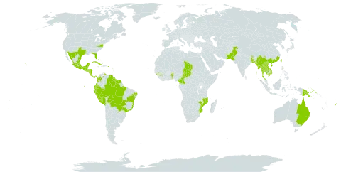 Cascabela thevetia world distribution map, present in American Samoa, Antigua and Barbuda, Australia, Benin, Bonaire, Sint Eustatius and Saba, Burkina Faso, Bangladesh, Bahamas, Belize, Bolivia (Plurinational State of), Brazil, Barbados, Bhutan, China, Cameroon, Cook Islands, Colombia, Costa Rica, Cuba, Cayman Islands, Ecuador, Spain, Fiji, Micronesia (Federated States of), Guinea, Guadeloupe, Equatorial Guinea, Grenada, Guatemala, French Guiana, Guam, Guyana, Honduras, India, Jamaica, Cambodia, Lao People's Democratic Republic, Saint Lucia, Maldives, Mexico, Marshall Islands, Myanmar, Northern Mariana Islands, Mozambique, Montserrat, Martinique, Nicaragua, Niue, Nepal, Pakistan, Panama, Peru, Palau, Papua New Guinea, Puerto Rico, Paraguay, El Salvador, Sao Tome and Principe, Suriname, Chad, Thailand, Tonga, Trinidad and Tobago, Taiwan, Province of China, United States of America, Venezuela (Bolivarian Republic of), and Viet Nam