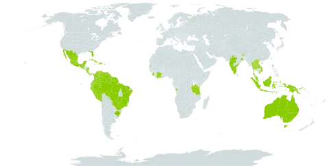Cassia grandis world distribution map, present in Angola, American Samoa, Australia, Belize, Brazil, Bhutan, Côte d'Ivoire, Cook Islands, Colombia, Costa Rica, Cuba, Dominican Republic, Ecuador, Fiji, Ghana, Guatemala, French Guiana, Guyana, Haiti, Indonesia, India, Iceland, Jamaica, Lao People's Democratic Republic, Sri Lanka, Mexico, Montserrat, Malaysia, Nicaragua, Panama, Peru, Papua New Guinea, Puerto Rico, Singapore, Sierra Leone, El Salvador, Suriname, Seychelles, Thailand, Tanzania, United Republic of, Uganda, United States of America, Venezuela (Bolivarian Republic of), and Viet Nam