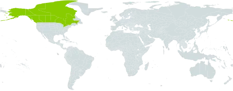 Castilleja raupii world distribution map, present in Canada and United States of America