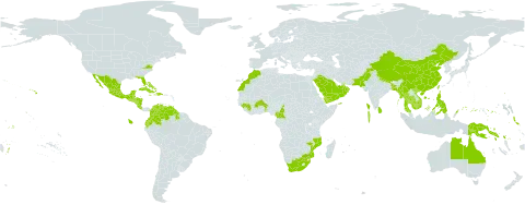 Casuarina equisetifolia subsp. equisetifolia world distribution map, present in United Arab Emirates, American Samoa, French Southern Territories, Australia, Benin, Burkina Faso, Bangladesh, Bahamas, Belize, Brunei Darussalam, China, Cameroon, Cook Islands, Colombia, Costa Rica, Cuba, Cayman Islands, Dominican Republic, Ecuador, Spain, Fiji, Micronesia (Federated States of), Guinea, Equatorial Guinea, Guatemala, Guam, Guyana, Honduras, Haiti, Indonesia, India, Jamaica, Cambodia, Kiribati, Sri Lanka, Morocco, Maldives, Mexico, Marshall Islands, Myanmar, Northern Mariana Islands, Mozambique, Nicaragua, Niue, Nepal, Nauru, Oman, Pakistan, Philippines, Palau, Papua New Guinea, Puerto Rico, Saudi Arabia, Singapore, Solomon Islands, El Salvador, Sao Tome and Principe, Seychelles, Turks and Caicos Islands, Thailand, Tonga, Trinidad and Tobago, Tuvalu, Taiwan, Province of China, United States Minor Outlying Islands, United States of America, Venezuela (Bolivarian Republic of), Viet Nam, Wallis and Futuna, Yemen, and South Africa
