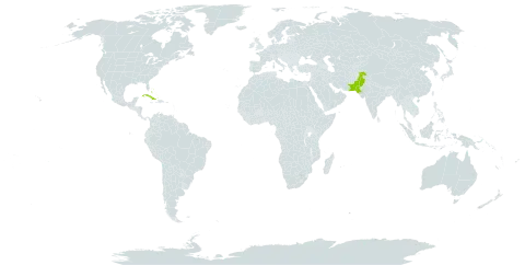 Catesbaea spinosa world distribution map, present in Bahamas, Cuba, and Pakistan