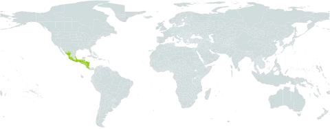 Cayaponia attenuata world distribution map, present in Belize, Costa Rica, Guatemala, Honduras, Mexico, Nicaragua, and El Salvador