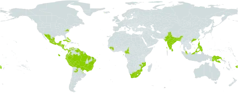 Cedrela odorata world distribution map, present in Argentina, Antigua and Barbuda, Bonaire, Sint Eustatius and Saba, Bangladesh, Bahamas, Belize, Bolivia (Plurinational State of), Brazil, Barbados, China, Cameroon, Colombia, Costa Rica, Cuba, Cayman Islands, Dominica, Ecuador, Fiji, Guinea, Guadeloupe, Grenada, Guatemala, French Guiana, Guyana, Honduras, India, Iceland, Jamaica, Saint Lucia, Sri Lanka, Mexico, Mozambique, Montserrat, Malaysia, Nicaragua, Panama, Peru, Philippines, Papua New Guinea, Puerto Rico, Paraguay, El Salvador, Sao Tome and Principe, Suriname, eSwatini, Trinidad and Tobago, Taiwan, Province of China, United States of America, Venezuela (Bolivarian Republic of), and South Africa