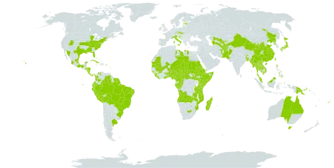 Celosia argentea world distribution map, present in Afghanistan, Angola, Argentina, Antigua and Barbuda, Australia, Benin, Bonaire, Sint Eustatius and Saba, Burkina Faso, Bangladesh, Bahamas, Belize, Bolivia (Plurinational State of), Brazil, Barbados, Bhutan, Central African Republic, China, Cameroon, Congo, Cook Islands, Colombia, Costa Rica, Cuba, Cayman Islands, Czech Republic, Dominica, Ecuador, Eritrea, Estonia, Ethiopia, Fiji, Micronesia (Federated States of), Gabon, Ghana, Guinea, Guadeloupe, Guinea-Bissau, Grenada, French Guiana, Guam, Honduras, Croatia, India, Italy, Jamaica, Japan, Kenya, Cambodia, Lao People's Democratic Republic, Liberia, Libya, Saint Lucia, Sri Lanka, Madagascar, Maldives, Mexico, Marshall Islands, Mali, Myanmar, Northern Mariana Islands, Mozambique, Mauritania, Montserrat, Martinique, Mauritius, Malawi, Malaysia, Niger, Nigeria, Nicaragua, Niue, Nepal, Pakistan, Panama, Peru, Philippines, Palau, Papua New Guinea, Puerto Rico, Korea (Democratic People's Republic of), Réunion, Sudan, Singapore, Sierra Leone, Somalia, South Sudan, Sao Tome and Principe, Suriname, Slovakia, Seychelles, Chad, Togo, Thailand, Tajikistan, Turkmenistan, Trinidad and Tobago, Taiwan, Province of China, Tanzania, United Republic of, Uganda, United States of America, Uzbekistan, Venezuela (Bolivarian Republic of), Viet Nam, Yemen, South Africa, and Zambia