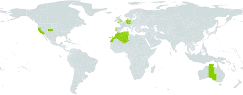 Centaurea eriophora world distribution map, present in Australia, Germany, Algeria, Spain, United Kingdom of Great Britain and Northern Ireland, Israel, Morocco, Portugal, Tunisia, and United States of America