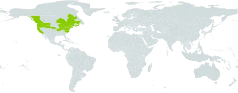 Centaurea nigrescens world distribution map, present in Canada, France, and United States of America