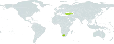 Centaurea phrygia subsp. abbreviata world distribution map, present in Armenia, Azerbaijan, Georgia, Turkey, Ukraine, and South Africa