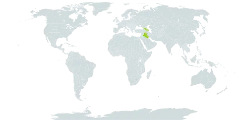 Centaurea polypodiifolia world distribution map, present in Armenia, Azerbaijan, Georgia, and Iraq