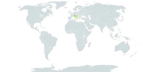 Centaurea tommasinii world distribution map, present in Croatia and Italy