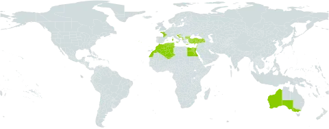 Centaurium maritimum world distribution map, present in Albania, Australia, Bulgaria, Cyprus, Algeria, Egypt, Spain, France, Greece, Croatia, Israel, Italy, Lebanon, Morocco, Montenegro, Portugal, Tunisia, and Turkey