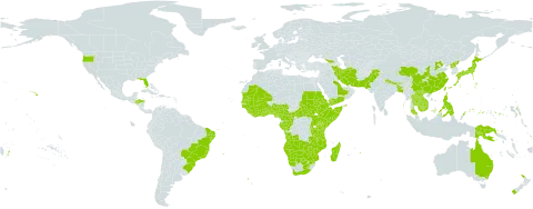 Centella asiatica world distribution map, present in Angola, American Samoa, Australia, Burundi, Benin, Burkina Faso, Bangladesh, Brazil, Bhutan, Botswana, Central African Republic, China, Côte d'Ivoire, Cameroon, Congo, Cook Islands, Comoros, Algeria, Eritrea, Ethiopia, Fiji, Micronesia (Federated States of), Gabon, Georgia, Ghana, Guinea, Guinea-Bissau, Equatorial Guinea, Guam, Honduras, Indonesia, India, Iran (Islamic Republic of), Japan, Kenya, Cambodia, Lao People's Democratic Republic, Liberia, Lesotho, Madagascar, Marshall Islands, Mali, Northern Mariana Islands, Mozambique, Mauritania, Mauritius, Malawi, Mayotte, Namibia, Nigeria, Niue, Nepal, New Zealand, Pakistan, Philippines, Palau, Papua New Guinea, Korea (Democratic People's Republic of), Réunion, Rwanda, Saudi Arabia, Sudan, Senegal, Singapore, Saint Helena, Ascension and Tristan da Cunha, Sierra Leone, Somalia, South Sudan, Sao Tome and Principe, eSwatini, Seychelles, Togo, Thailand, Tonga, Taiwan, Province of China, Tanzania, United Republic of, Uganda, United States of America, Viet Nam, Samoa, Yemen, South Africa, Zambia, and Zimbabwe