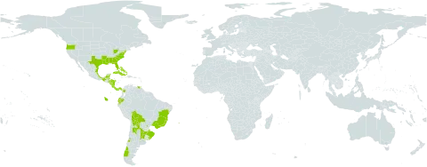 Centella erecta world distribution map, present in Argentina, Bahamas, Belize, Bermuda, Bolivia (Plurinational State of), Brazil, Chile, Colombia, Costa Rica, Cuba, Cayman Islands, Dominica, Ecuador, Guadeloupe, Honduras, Mexico, Martinique, Nicaragua, Panama, Puerto Rico, Paraguay, Turks and Caicos Islands, Trinidad and Tobago, Uruguay, United States of America, and Venezuela (Bolivarian Republic of)