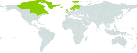 Cerastium arcticum world distribution map, present in Canada, Finland, United Kingdom of Great Britain and Northern Ireland, Greenland, Iceland, Liberia, Norway, and Sweden