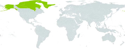 Cerastium bialynickii world distribution map, present in Canada, Greenland, and United States of America