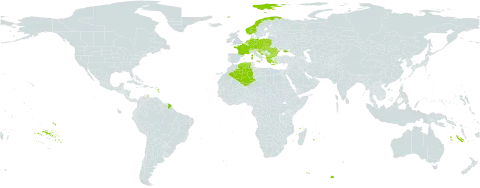 Cerastium brachypetalum subsp. tenoreanum world distribution map, present in Albania, Austria, Bulgaria, Switzerland, Czech Republic, Germany, Algeria, France, Greece, Croatia, Hungary, Italy, North Macedonia, Montenegro, Netherlands, Norway, Poland, Romania, Slovakia, Slovenia, and Ukraine