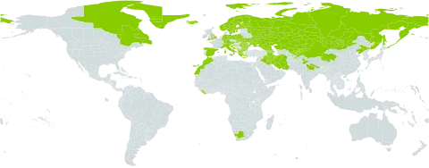 Cerastium cerastoides world distribution map, present in Afghanistan, Albania, Andorra, Armenia, Austria, Azerbaijan, Bulgaria, Canada, Switzerland, China, Germany, Spain, Finland, France, United Kingdom of Great Britain and Northern Ireland, Georgia, Greece, Greenland, Croatia, India, Iran (Islamic Republic of), Iraq, Iceland, Italy, Kazakhstan, Kyrgyzstan, Lebanon, Liberia, Liechtenstein, Morocco, North Macedonia, Montenegro, Mongolia, Norway, Nepal, Pakistan, Poland, Romania, Russian Federation, Slovakia, Sweden, Tajikistan, Ukraine, Uzbekistan, and South Africa