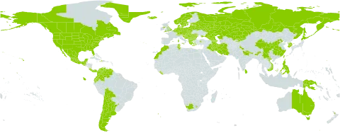 Cerastium fontanum subsp. vulgare world distribution map, present in Afghanistan, Albania, Andorra, Argentina, Armenia, Australia, Austria, Azerbaijan, Belgium, Bulgaria, Bosnia and Herzegovina, Belarus, Bolivia (Plurinational State of), Canada, Switzerland, Chile, China, Colombia, Costa Rica, Czech Republic, Germany, Denmark, Ecuador, Spain, Estonia, Falkland Islands (Malvinas), France, United Kingdom of Great Britain and Northern Ireland, Georgia, Greece, Greenland, Guatemala, Croatia, Haiti, Hungary, India, Iran (Islamic Republic of), Iraq, Iceland, Italy, Japan, Kazakhstan, Kyrgyzstan, Korea (Republic of), Liberia, Liechtenstein, Sri Lanka, Lesotho, Lithuania, Latvia, Morocco, Moldova (Republic of), Mexico, North Macedonia, Montenegro, Netherlands, Norway, Nepal, New Zealand, Pakistan, Panama, Pitcairn, Philippines, Papua New Guinea, Poland, Portugal, Romania, Russian Federation, South Georgia and the South Sandwich Islands, Saint Helena, Ascension and Tristan da Cunha, Saint Pierre and Miquelon, Serbia, Slovakia, Slovenia, Sweden, Tunisia, Turkey, Taiwan, Province of China, Ukraine, United States of America, Venezuela (Bolivarian Republic of), Viet Nam, and South Africa
