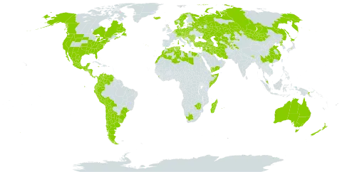 Cerastium glomeratum world distribution map, present in Afghanistan, Albania, Andorra, Argentina, Armenia, Australia, Austria, Azerbaijan, Belgium, Bulgaria, Bosnia and Herzegovina, Belarus, Bolivia (Plurinational State of), Brazil, Bhutan, Canada, Switzerland, Chile, China, Colombia, Costa Rica, Cyprus, Czech Republic, Germany, Denmark, Algeria, Ecuador, Egypt, Spain, Estonia, France, United Kingdom of Great Britain and Northern Ireland, Georgia, Gibraltar, Greece, Guatemala, Honduras, Croatia, Hungary, India, Iran (Islamic Republic of), Iraq, Iceland, Israel, Italy, Jamaica, Japan, Kazakhstan, Lebanon, Libya, Liechtenstein, Sri Lanka, Lithuania, Luxembourg, Morocco, Moldova (Republic of), Madagascar, Mexico, North Macedonia, Malta, Montenegro, Mongolia, Mauritius, Malaysia, Nicaragua, Netherlands, Norway, Nepal, New Zealand, Pakistan, Panama, Peru, Philippines, Papua New Guinea, Poland, Korea (Democratic People's Republic of), Portugal, Réunion, Romania, Russian Federation, Saudi Arabia, Somalia, Serbia, Slovakia, Slovenia, Sweden, Syrian Arab Republic, Tajikistan, Turkmenistan, Tunisia, Turkey, Ukraine, Uruguay, United States of America, Uzbekistan, Venezuela (Bolivarian Republic of), Yemen, South Africa, and Zimbabwe