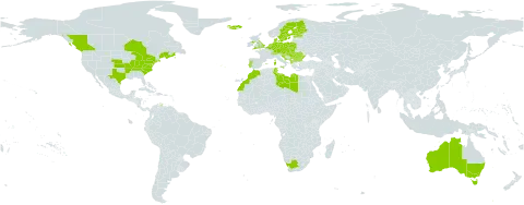 Cerastium pumilum world distribution map, present in Albania, Andorra, Australia, Austria, Belgium, Bulgaria, Canada, Switzerland, Czech Republic, Germany, Denmark, Spain, Estonia, Finland, France, United Kingdom of Great Britain and Northern Ireland, Croatia, Hungary, Iceland, Italy, Libya, Liechtenstein, Luxembourg, Morocco, North Macedonia, Malta, Montenegro, Netherlands, Poland, Portugal, Romania, Serbia, Slovakia, Slovenia, Sweden, Tunisia, United States of America, and South Africa