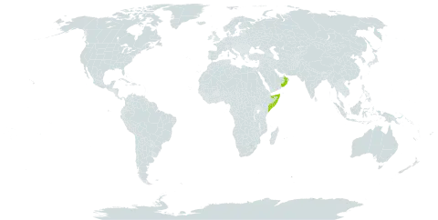 Ceratonia oreothauma world distribution map, present in Oman and Somalia