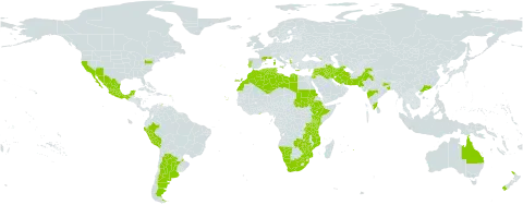 Ceratonia siliqua world distribution map, present in Albania, Argentina, American Samoa, Australia, Bonaire, Sint Eustatius and Saba, China, Comoros, Cabo Verde, Cyprus, Algeria, Spain, Ethiopia, France, Georgia, Ghana, Greece, India, Iran (Islamic Republic of), Iraq, Israel, Italy, Jordan, Kenya, Lebanon, Libya, Morocco, Mexico, Malta, Mozambique, Mauritius, Namibia, New Zealand, Pakistan, Peru, Portugal, Réunion, Sudan, Syrian Arab Republic, Tunisia, Tanzania, United Republic of, United States of America, South Africa, Zambia, and Zimbabwe