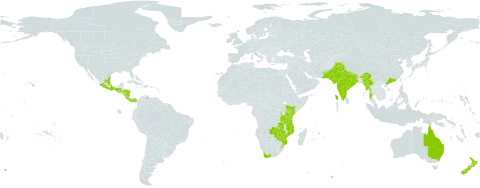 Cestrum aurantiacum world distribution map, present in Australia, China, Costa Rica, Spain, Guatemala, Honduras, India, Kenya, Mexico, Myanmar, Mozambique, Mauritius, Nicaragua, Nepal, New Zealand, Pakistan, Panama, Réunion, eSwatini, Tanzania, United Republic of, United States of America, Venezuela (Bolivarian Republic of), South Africa, Zambia, and Zimbabwe