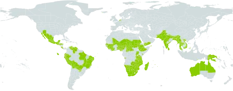 Chamaecrista absus world distribution map, present in Angola, American Samoa, Australia, Burundi, Benin, Bonaire, Sint Eustatius and Saba, Bangladesh, Bolivia (Plurinational State of), Brazil, Bhutan, Botswana, Central African Republic, Côte d'Ivoire, Costa Rica, Ecuador, Ethiopia, Ghana, Guinea, Grenada, Guatemala, Honduras, Indonesia, India, Iceland, Jamaica, Kenya, Sri Lanka, Madagascar, Mexico, Mali, Myanmar, Mozambique, Mauritius, Malawi, Malaysia, Namibia, Niger, Nigeria, Netherlands, Nepal, Pakistan, Peru, Papua New Guinea, Paraguay, Sudan, Senegal, Sierra Leone, Chad, Togo, Thailand, Timor-Leste, Tanzania, United Republic of, Uganda, United States of America, Venezuela (Bolivarian Republic of), Viet Nam, Yemen, South Africa, Zambia, and Zimbabwe