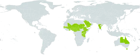Chamaecrista nigricans world distribution map, present in Angola, Australia, Benin, Burkina Faso, Central African Republic, Cameroon, Ethiopia, Ghana, Guinea-Bissau, India, Kenya, Mali, Niger, Nigeria, Saudi Arabia, Sudan, Senegal, Chad, Tanzania, United Republic of, Uganda, and Yemen