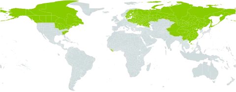 Chamaedaphne calyculata world distribution map, present in Belarus, Canada, China, Estonia, Finland, France, Japan, Liberia, Lithuania, Latvia, Mongolia, Poland, Korea (Democratic People's Republic of), Russian Federation, Saint Pierre and Miquelon, Sweden, Ukraine, and United States of America
